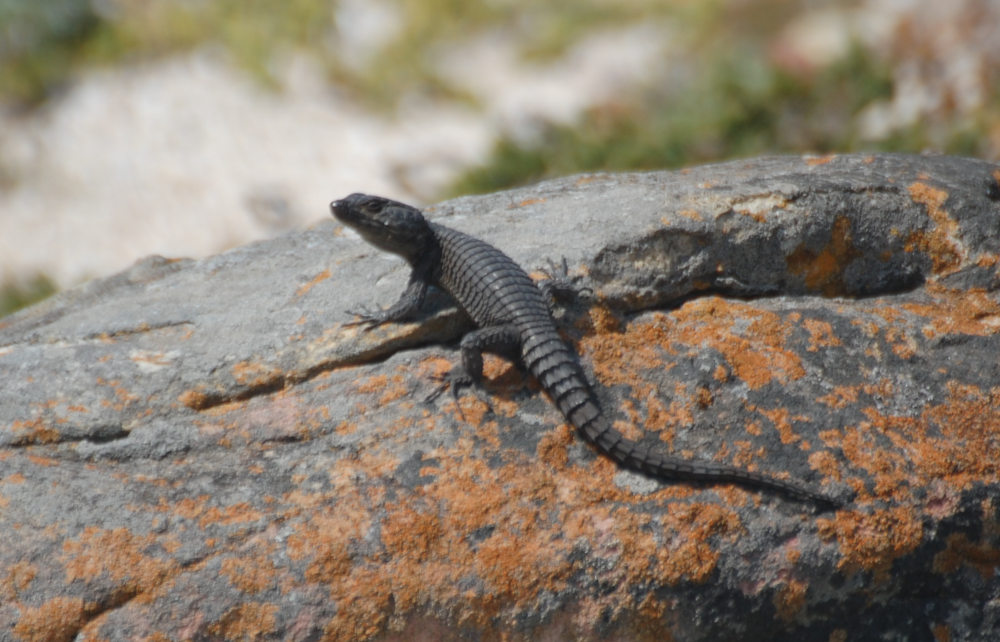 Lucertola dal Sud Africa:  Cordylus niger